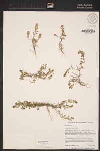 Lepidium nitidum image