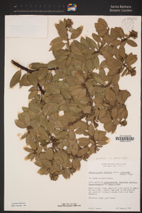 Arctostaphylos crustacea subsp. subcordata image