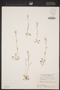 Cardamine oligosperma image