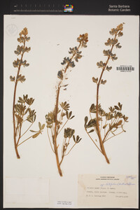 Lupinus nanus image