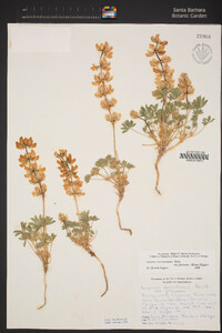 Lupinus microcarpus image