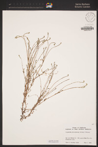 Cryptantha microstachys image