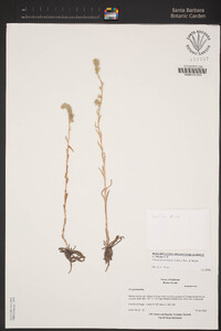 Amsinckia menziesii image