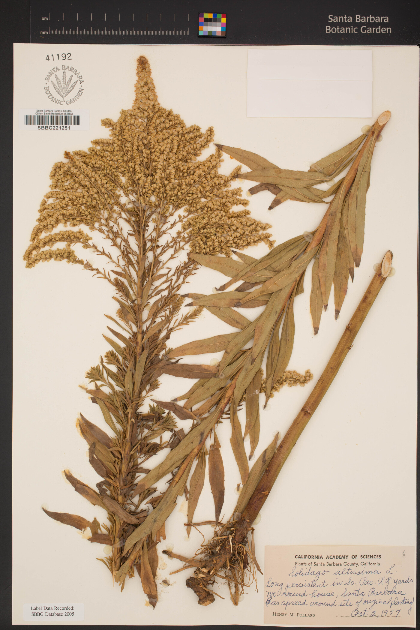 Solidago altissima image