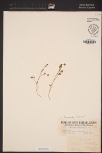 Trifolium depauperatum var. amplectens image