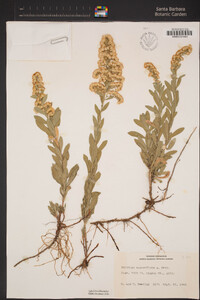 Solidago velutina image