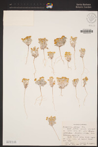 Eriophyllum wallacei image