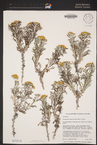 Eriophyllum confertiflorum var. confertiflorum image