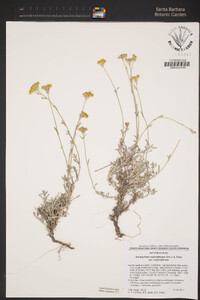 Eriophyllum confertiflorum image