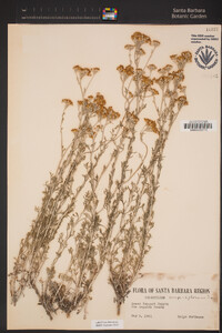 Eriophyllum confertiflorum image