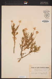 Ericameria linearifolia image