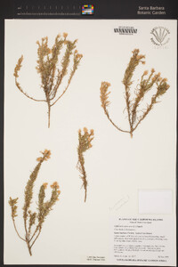 Ericameria ericoides image