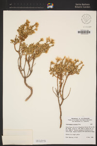 Ericameria cuneata image