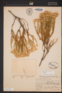 Ericameria cooperi var. cooperi image