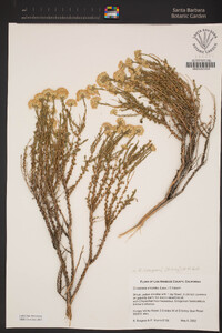 Ericameria cooperi image