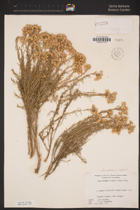 Ericameria cooperi image