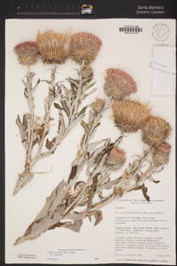 Cirsium occidentale var. occidentale image