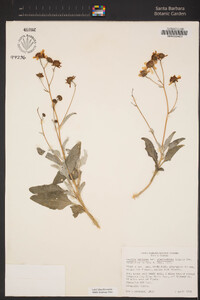 Encelia farinosa image