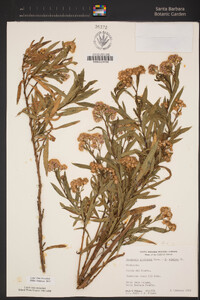 Baccharis salicifolia image