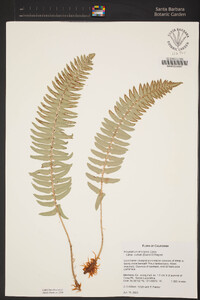 Polystichum imbricans subsp. curtum image