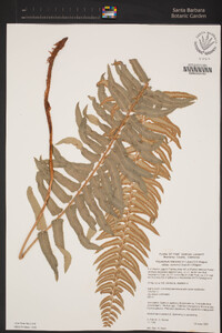 Polystichum imbricans subsp. curtum image