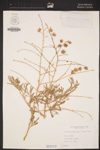 Atriplex canescens var. canescens image