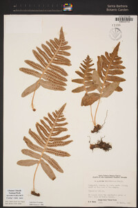 Polypodium californicum image