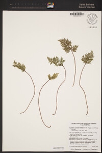 Aspidotis carlotta-halliae image