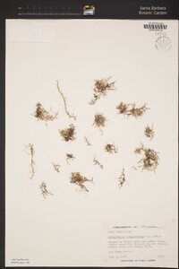 Selaginella cinerascens image