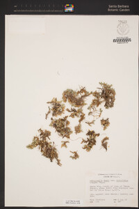 Selaginella scopulorum image