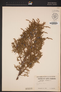 Juniperus chinensis image