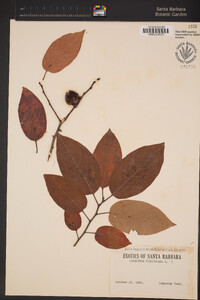 Diospyros virginiana image