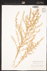 Atriplex polycarpa image