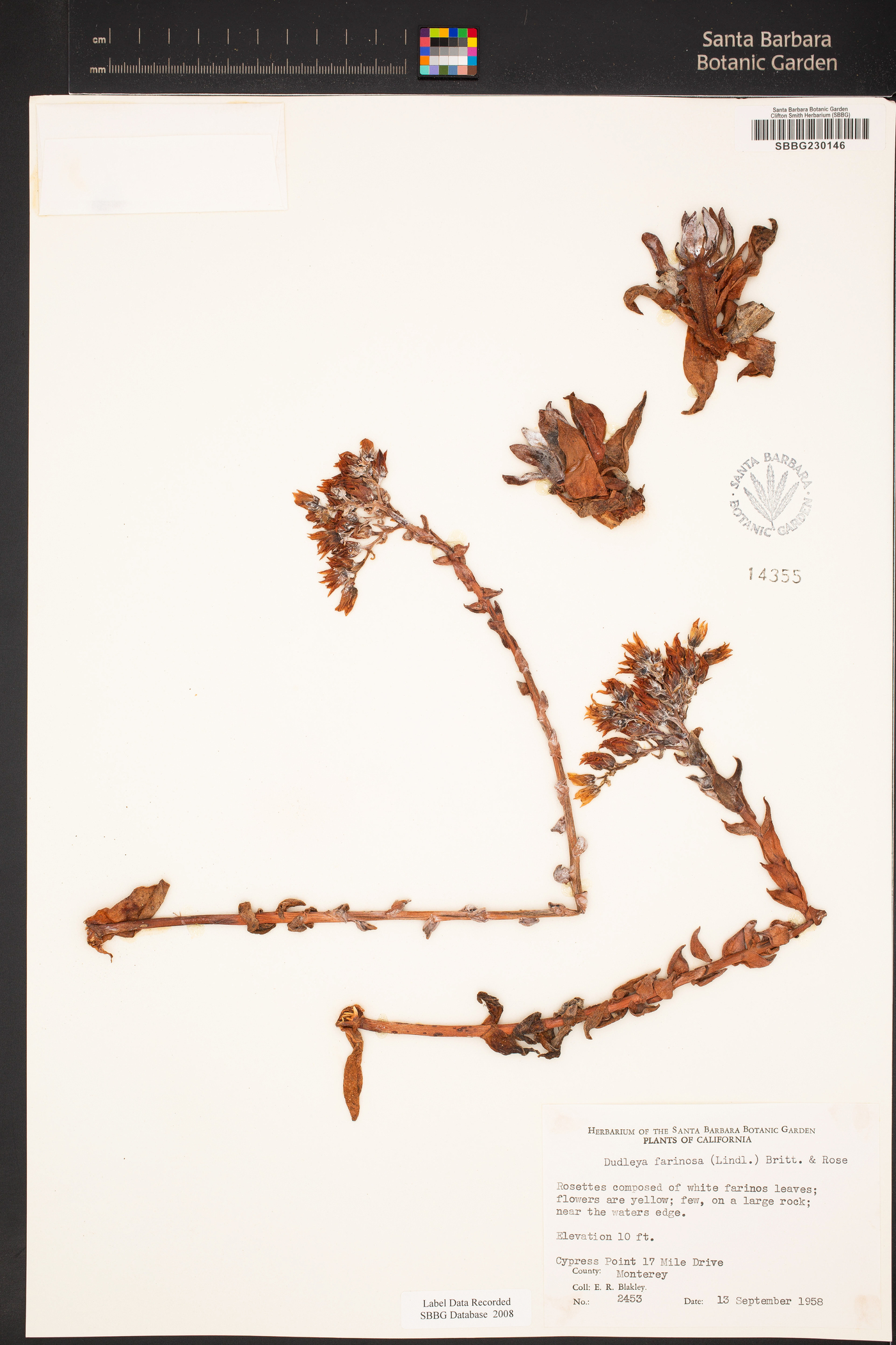 Dudleya farinosa image