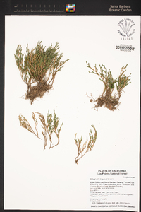 Selaginella bigelovii image