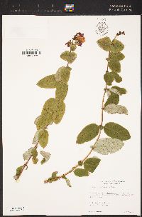 Lonicera hispidula image