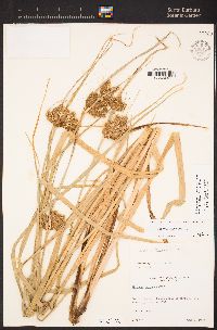 Bolboschoenus maritimus image