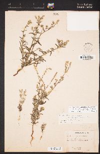 Cryptantha muricata image