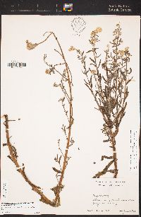 Cryptantha muricata image