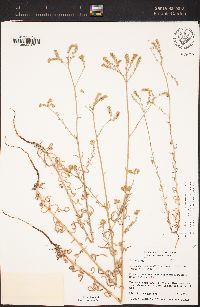 Cryptantha muricata image