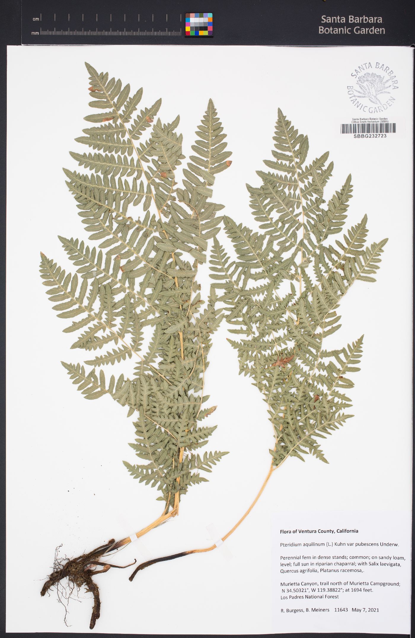 Pteridium aquilinum image