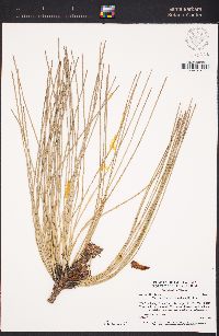 Pinus sabiniana image