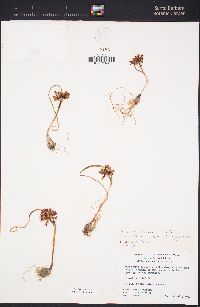 Allium monticola image