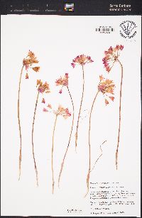 Allium peninsulare var. peninsulare image