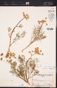 Lomatium utriculatum image