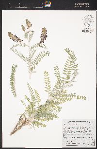 Astragalus brauntonii image