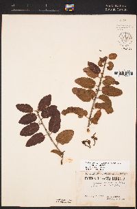 Schinus latifolius image