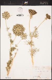 Ammi visnaga image