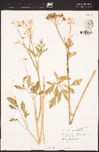 Angelica capitellata image