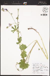 Sidalcea malviflora subsp. malviflora image